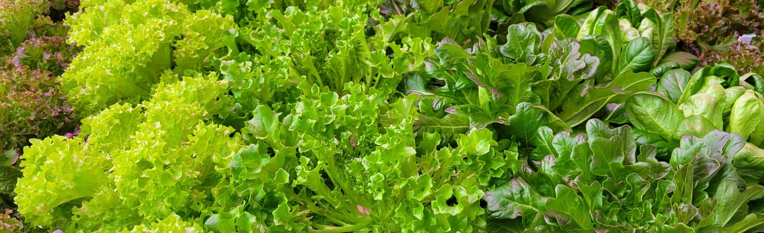 Fresh leafy greens